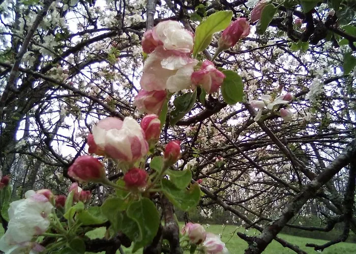 Casa Del Gigi Frühstückspension Albareto (Parma)